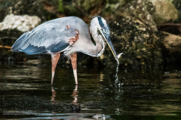 Great Blue Heron Feeding