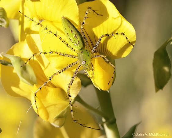 Spider on Showy Rattlebox