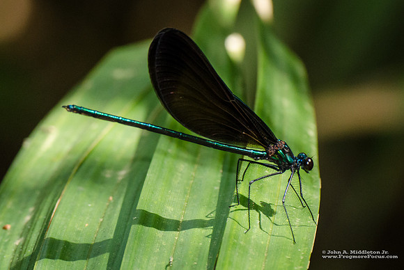 Ebony Jewelwing