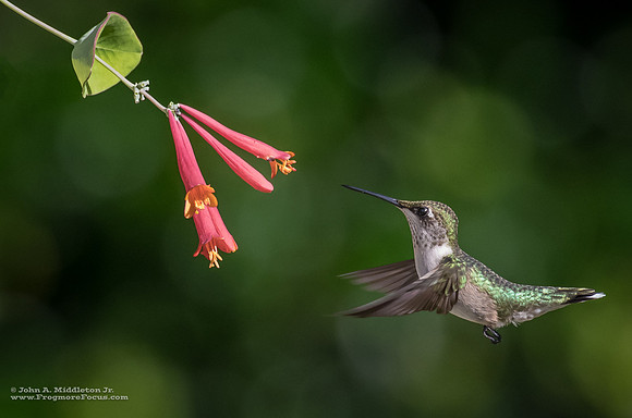 Youngster Enjoying Coral Honeysuckle