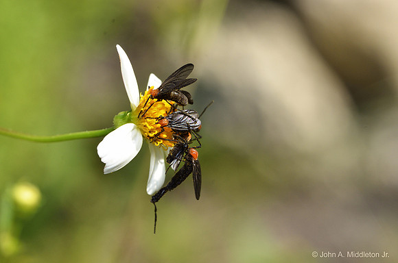 Love Bugs on Spanish Needle
