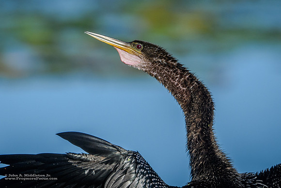 Male Anhinga