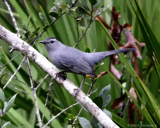 Catbird
