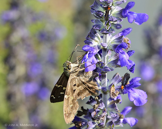 Skipper Nectaring