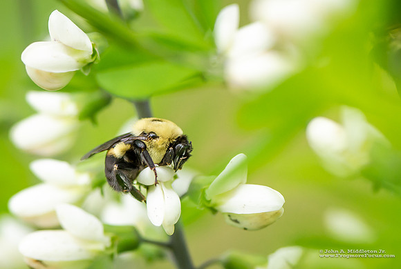Bee's Work