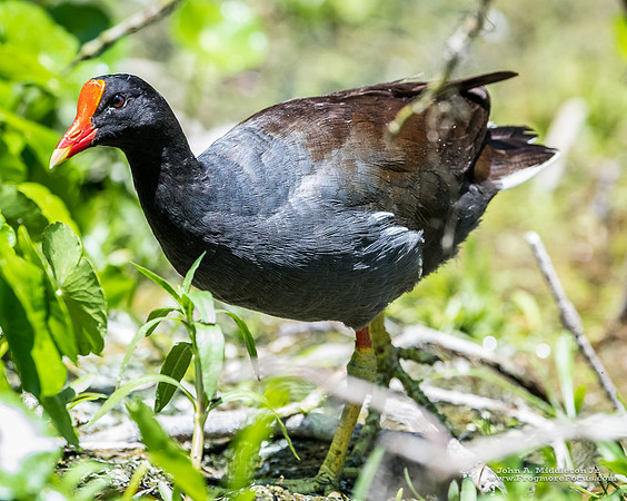 Common Gallinule
