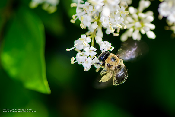 Large Carpenter Bee & Ligustrum