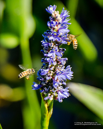 Pickerelweed and Honeybees