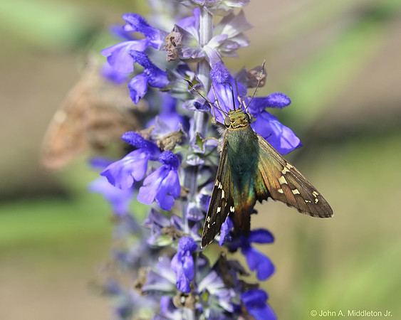 Long Tailed Skipper on Perennial Sage