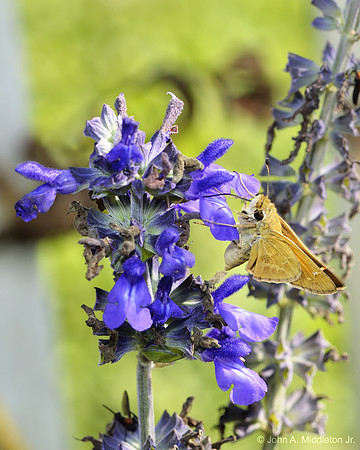 Skipper on Sage