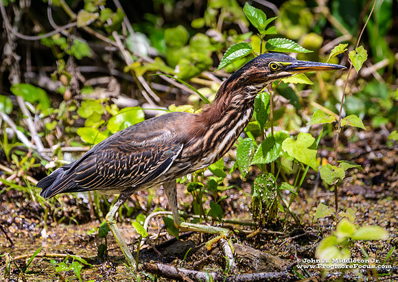 Green Heron