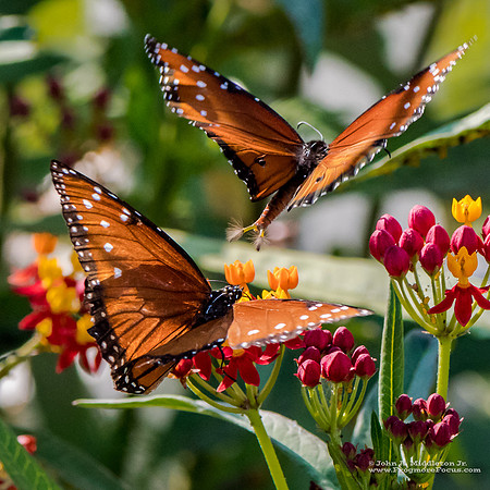 Queen Butterfly Hairpencil