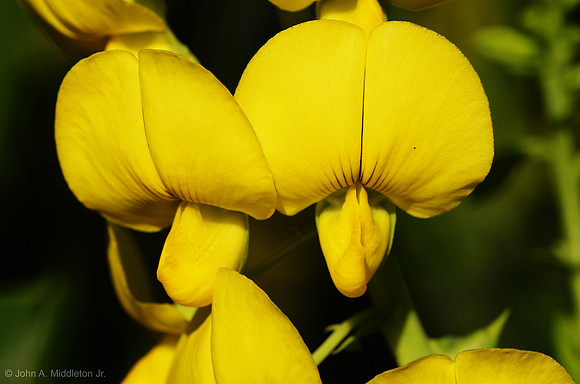 Showy Rattlebox Flowers