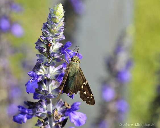 Aging Long Tailed Skipper