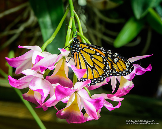 Greenhouse Monarch