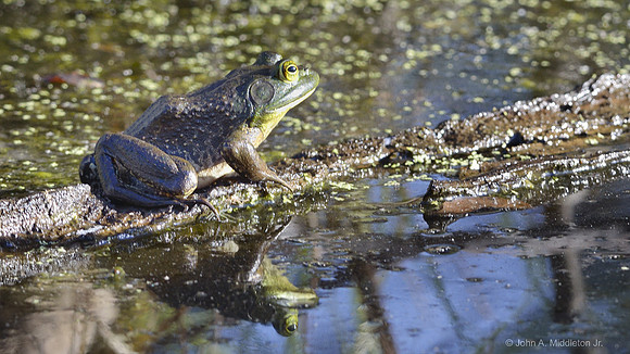 Pig Frog in September