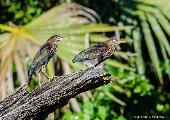 Juvenile Green Herons