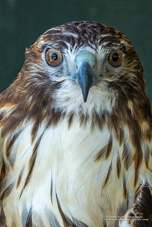 Red-tailed Hawk