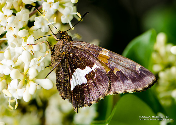 Silver-spotted Skipper & Ligustrum