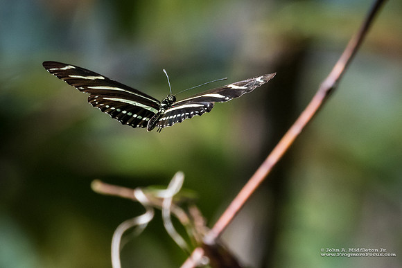 Flying Zebra