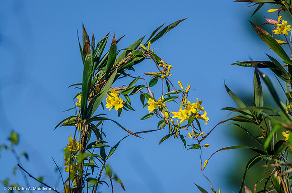 Carolina Jessamine
