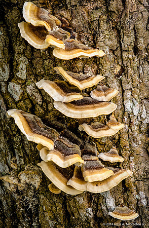 Shelf Fungus