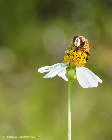Hover Fly Nectaring on Spanish Needle