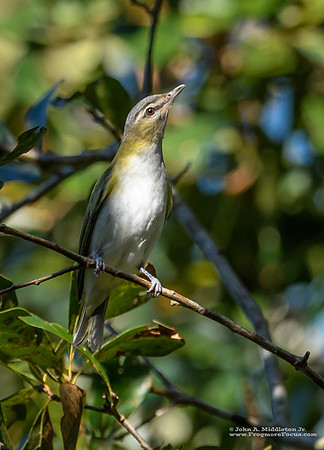 Red-eyed Vireo