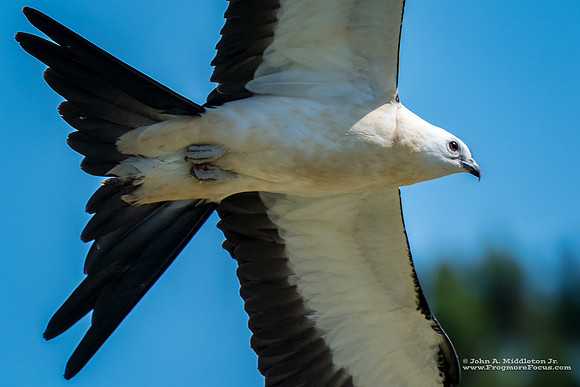 Swallow-tailed Kite Flyby