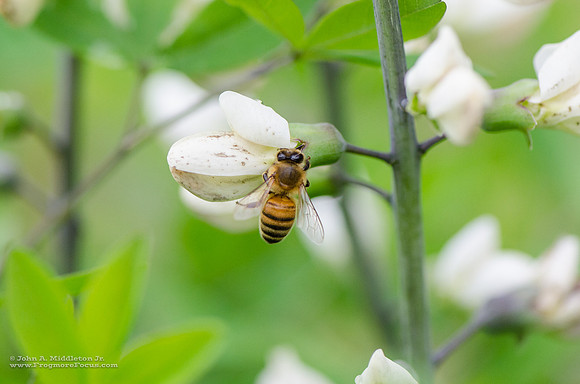 Honeybee on White Indigo