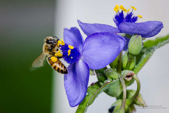 Honeybee on Spiderwort