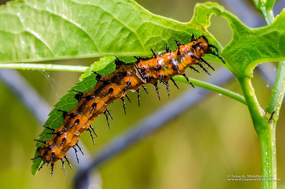 Gulf Fritillary Larva