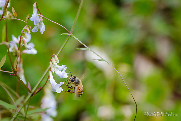 Honeybee on Vicia