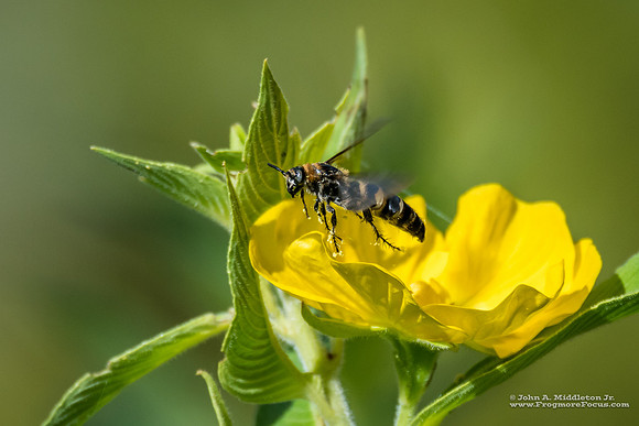 Pollen Laden Scoliid