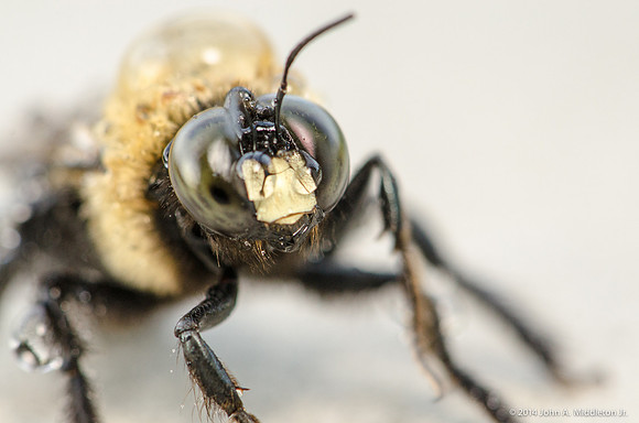 Bumblebee Portrait