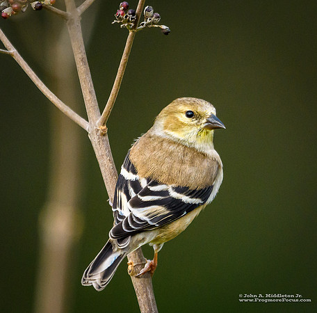 American Goldfinch