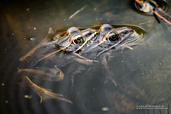 Leopard Frog Pair