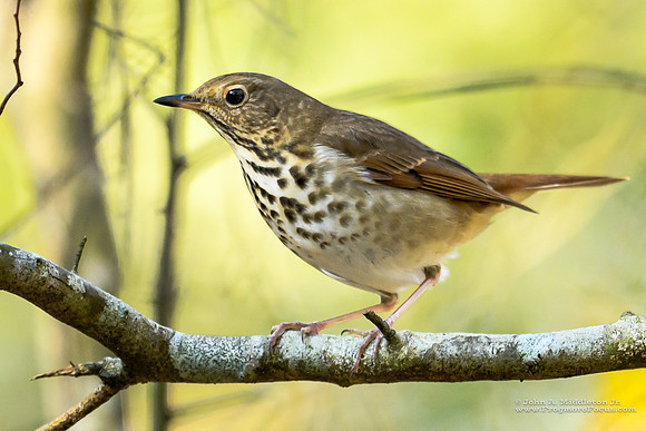 Hermit Thrush