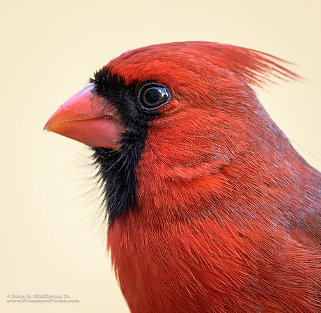 Portrait in Red