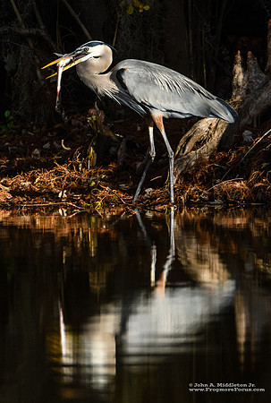 Great Blue Breakfast