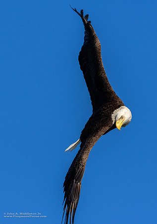 Eagle in Steep Dive