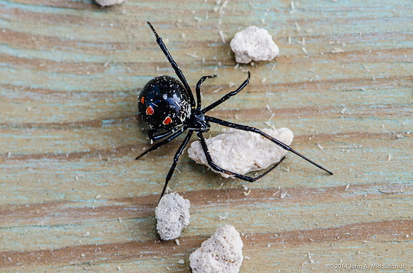 Southern Black Widow Spider