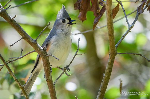 Tufted Titmouse Singing