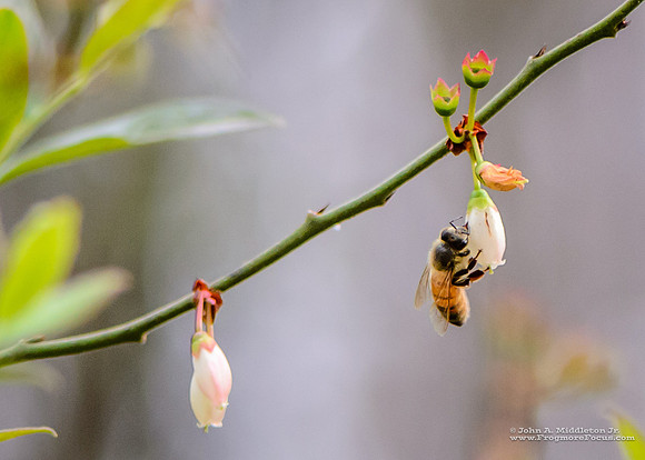 Honeybee Sips Nectar from Fetterbush