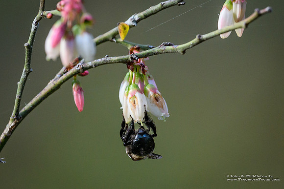 Bumblebee Holes in Lyonia Flowers