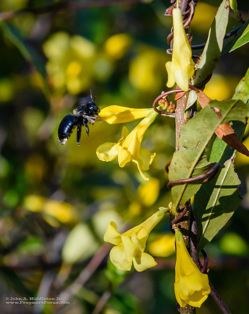 Carpenter Bee and Jessamine