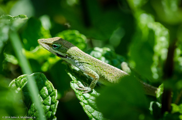Carolina Anole