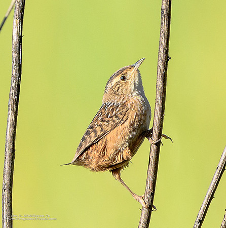 Sedge Wren