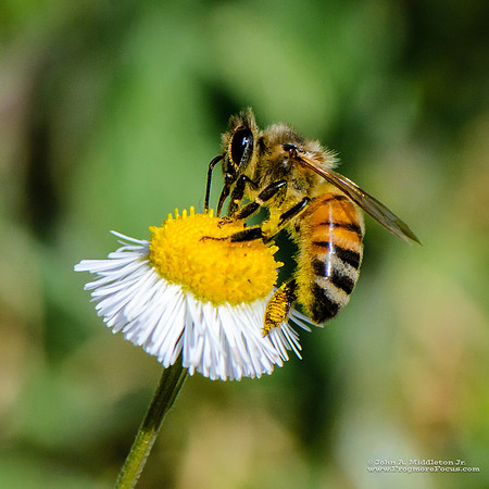Honeybee on Fleabane