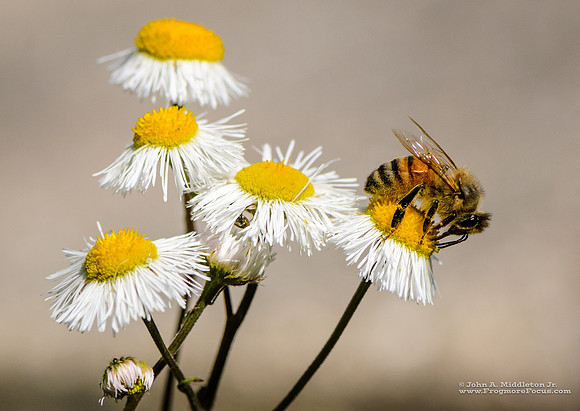 Honeybee on Fleabane